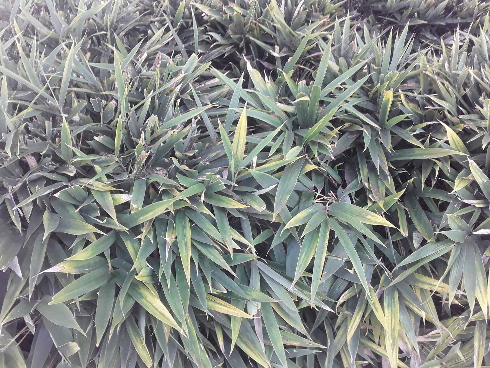 Bamboo mosaic virus