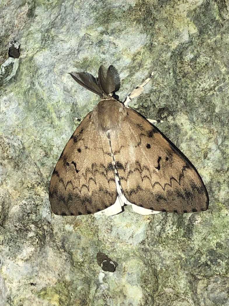 Lymantria albescens