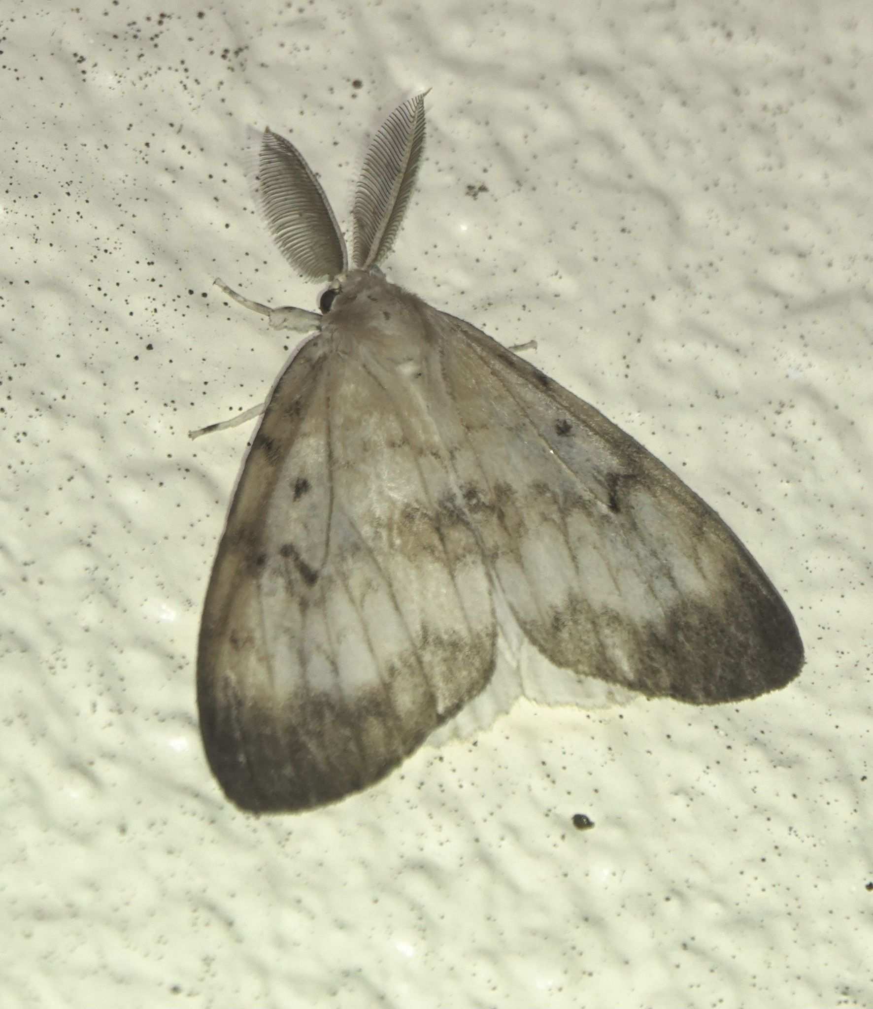 Lymantria albescens