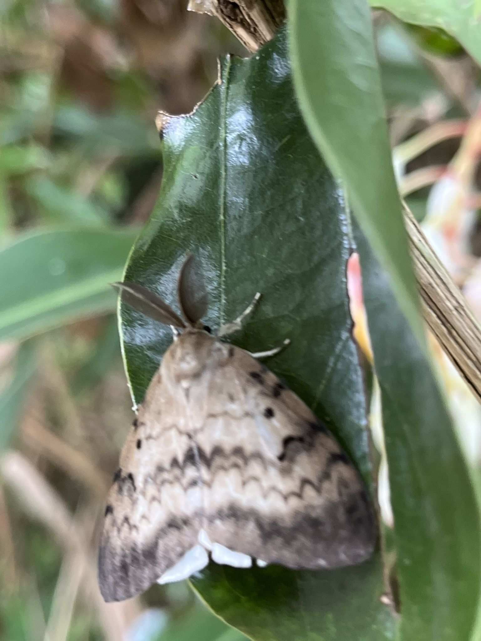 Lymantria albescens