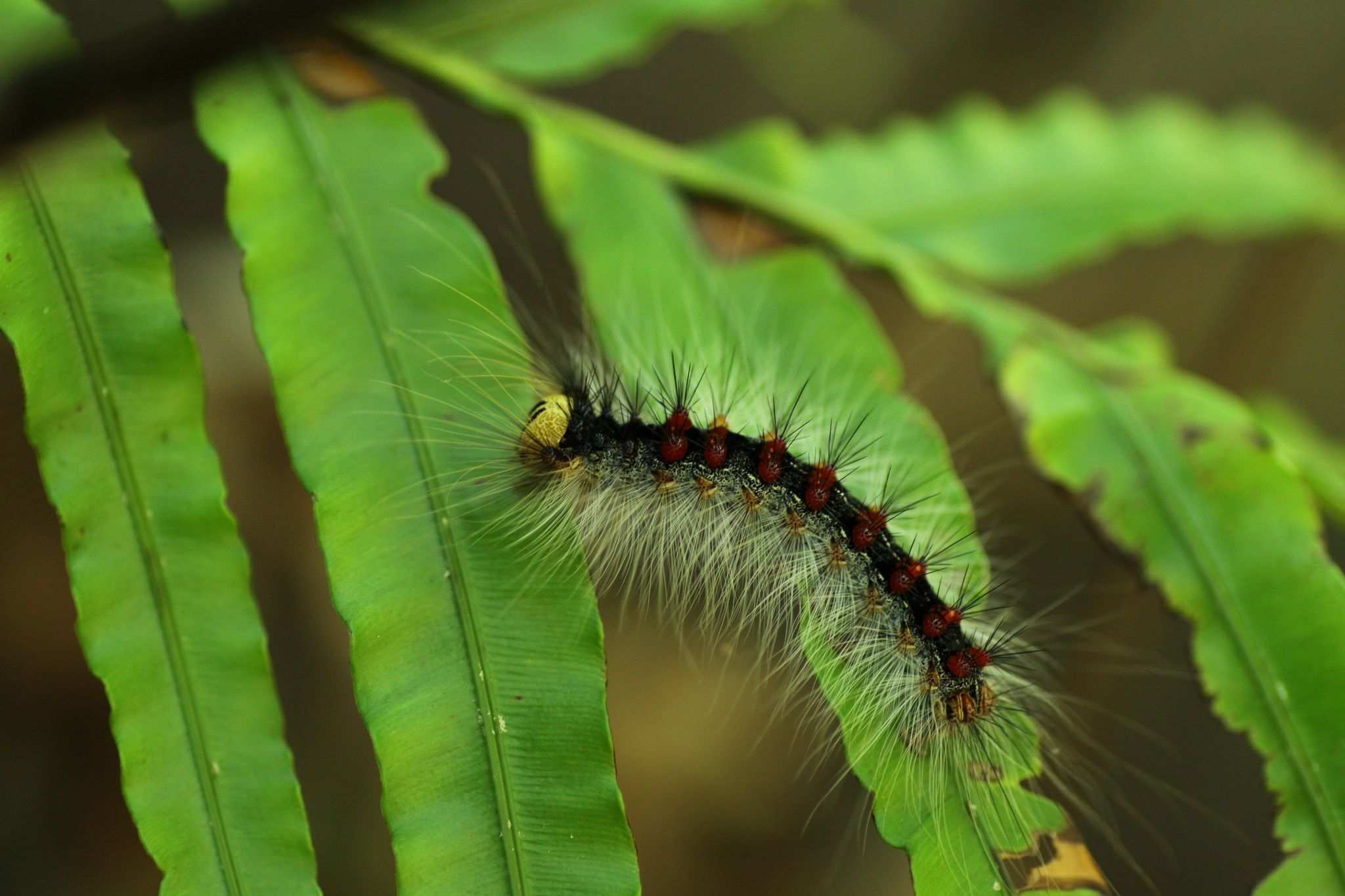 Lymantria albescens