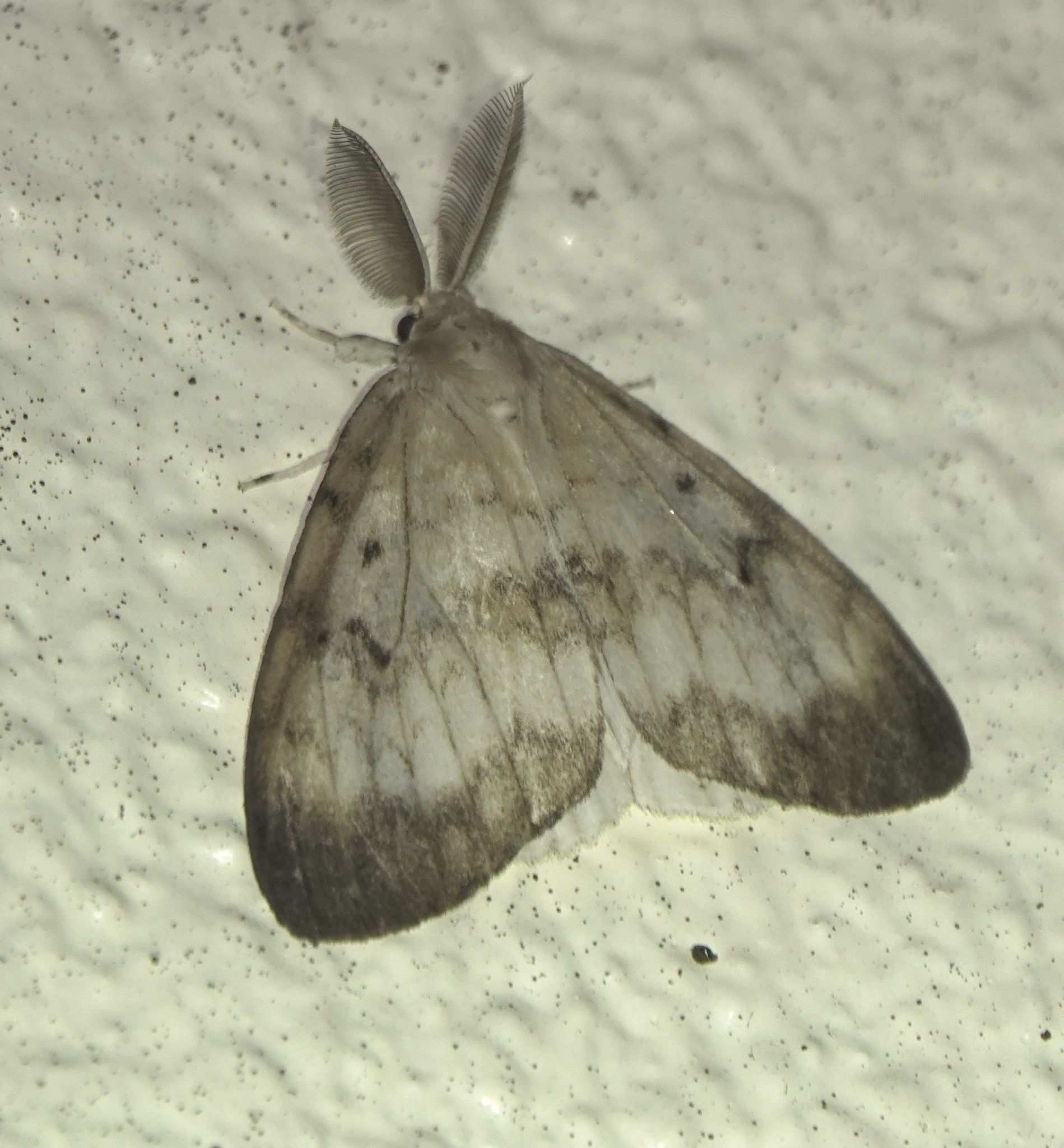 Lymantria albescens