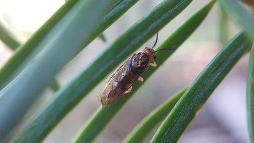 Neodiprion abietis