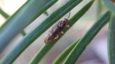 Neodiprion abietis