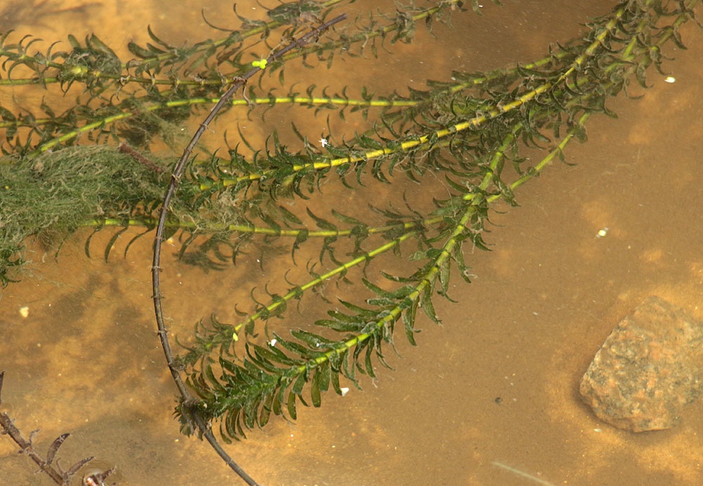 Egeria densa