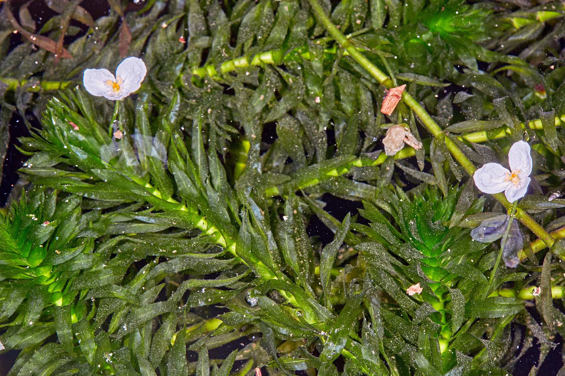 Egeria densa