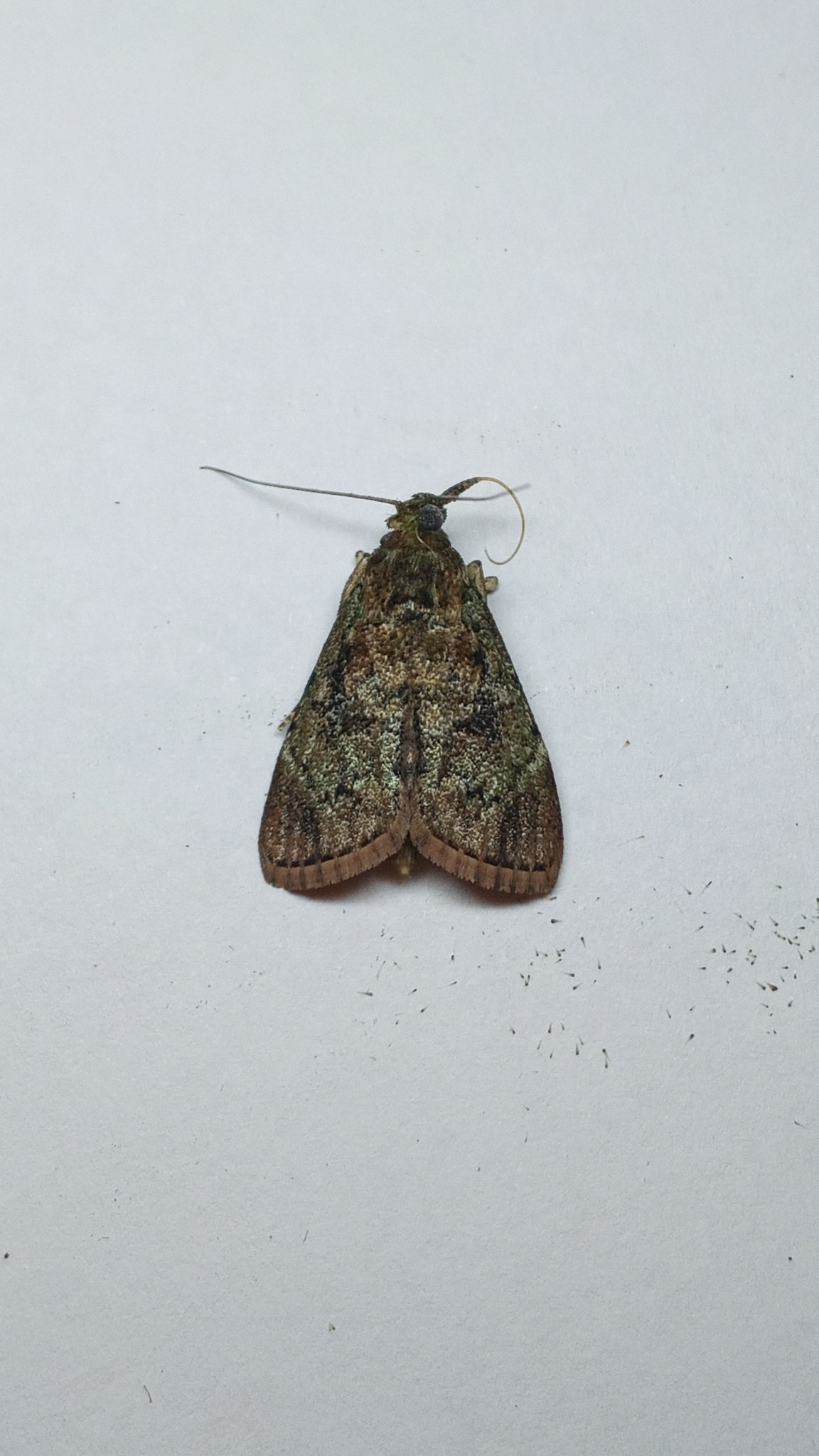 Orthaga exvinacea