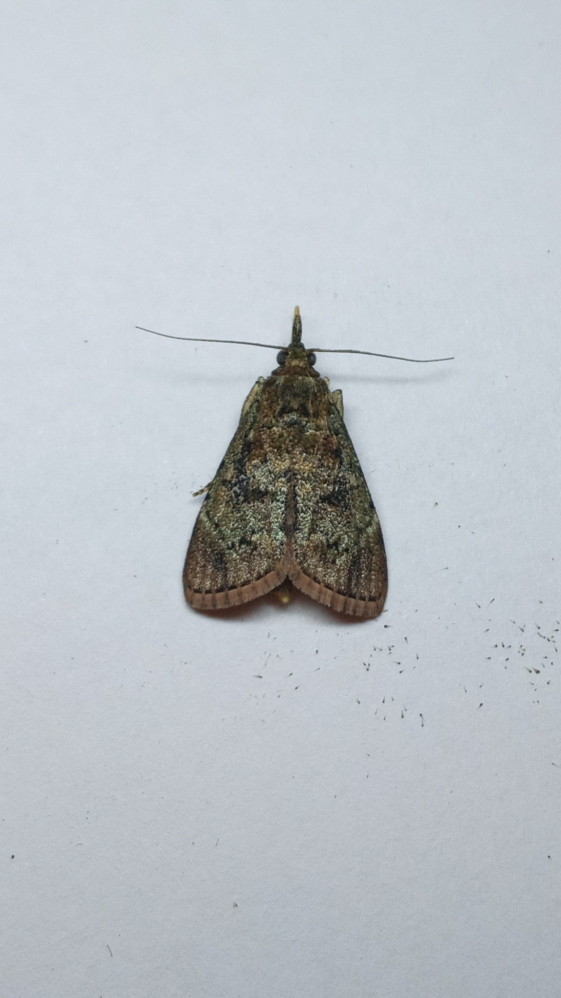 Orthaga exvinacea