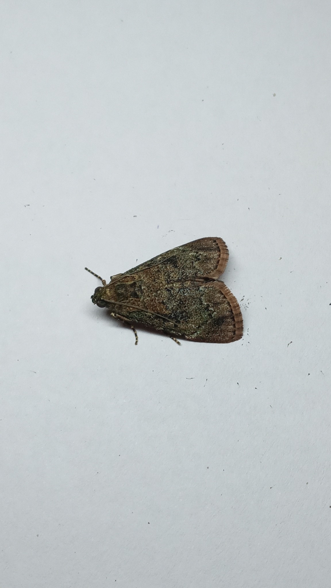 Orthaga exvinacea