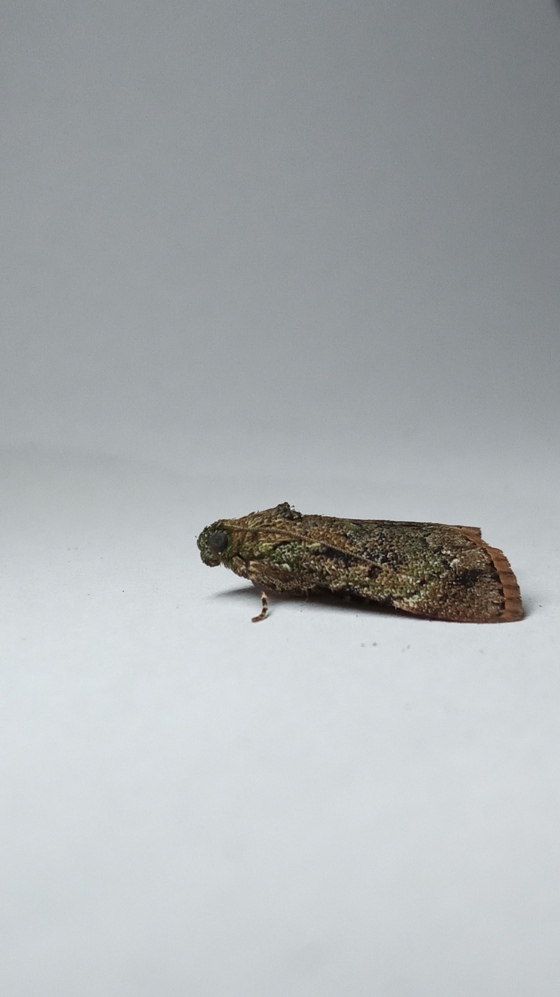 Orthaga exvinacea