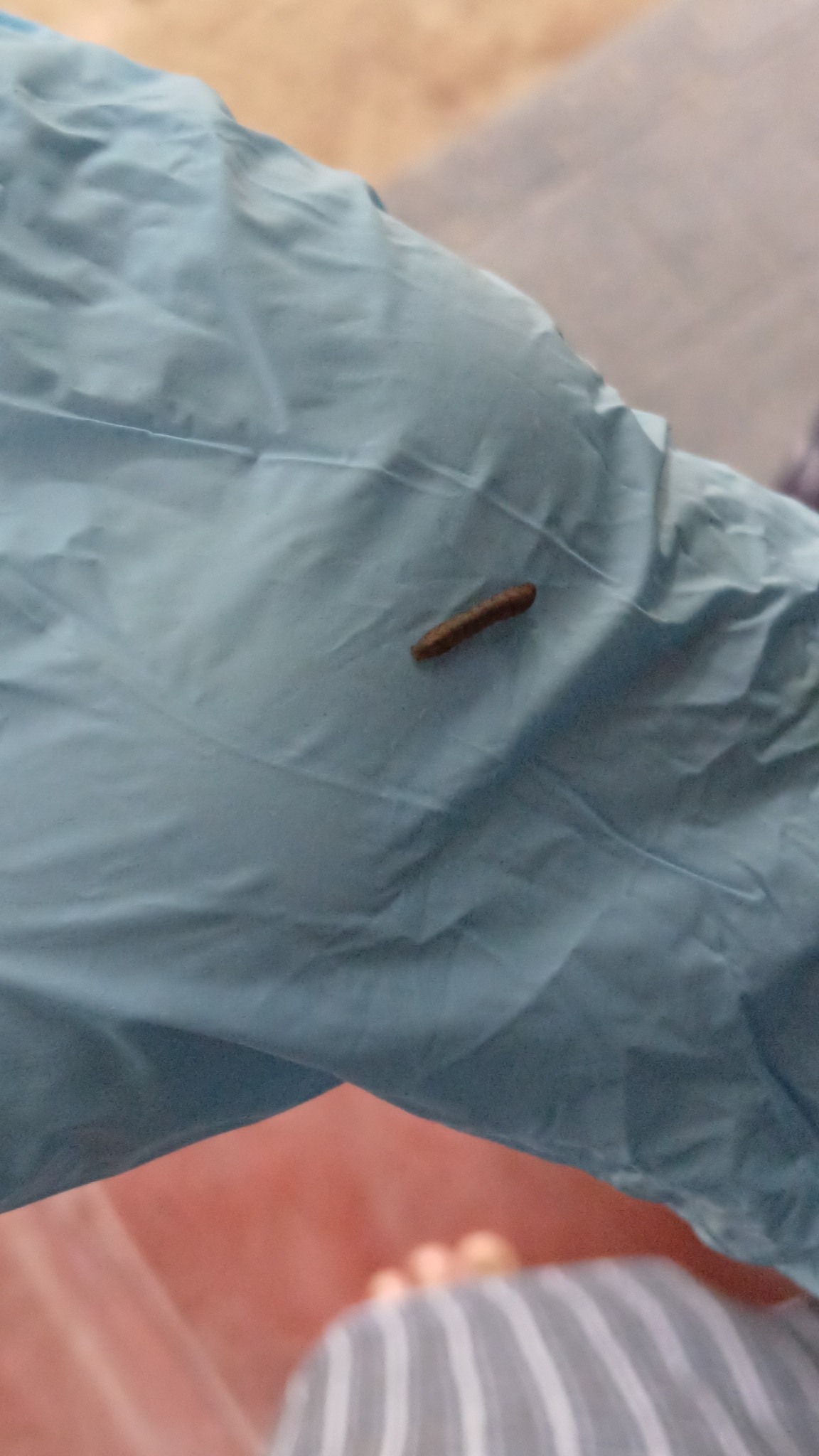 Orthaga exvinacea