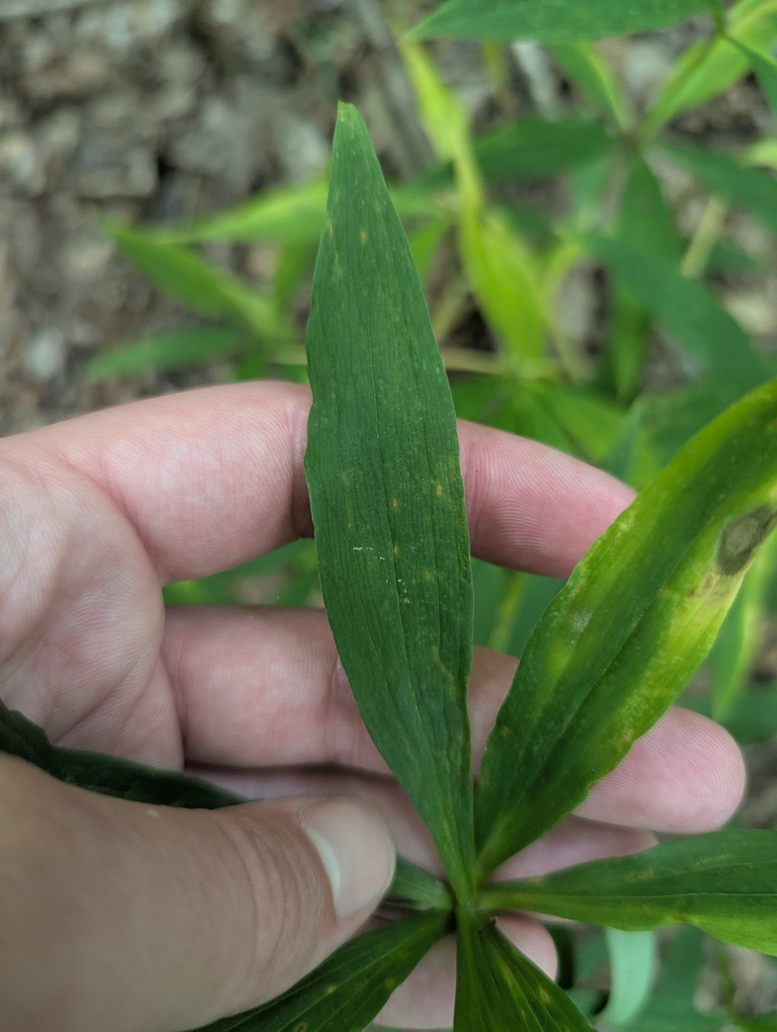 Botrytis elliptica