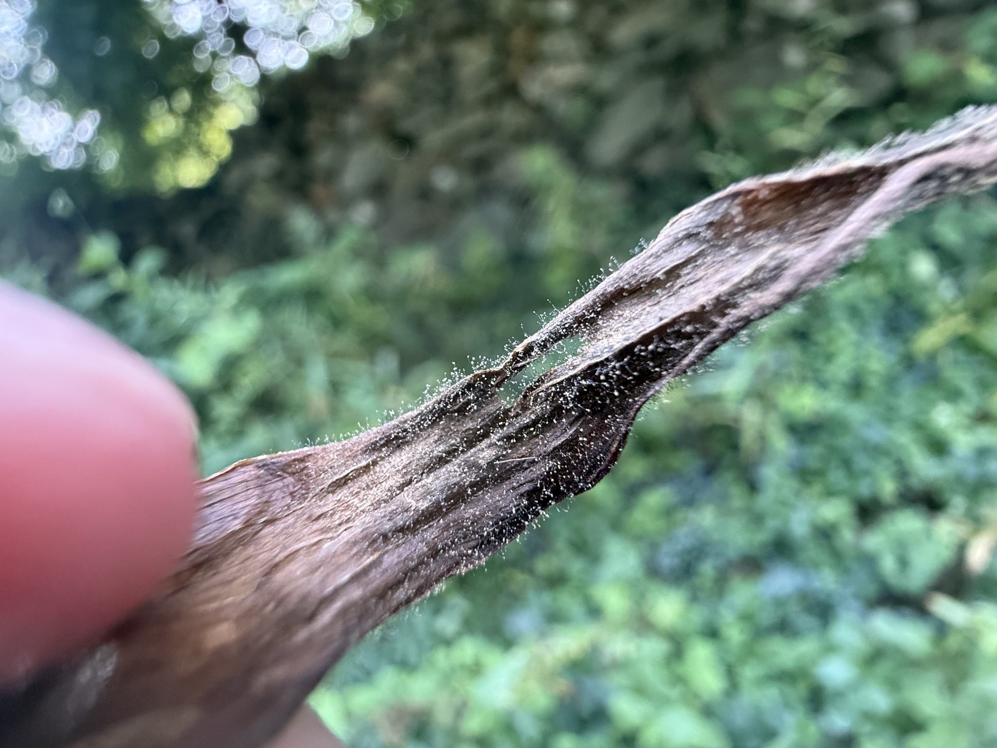 Botrytis elliptica