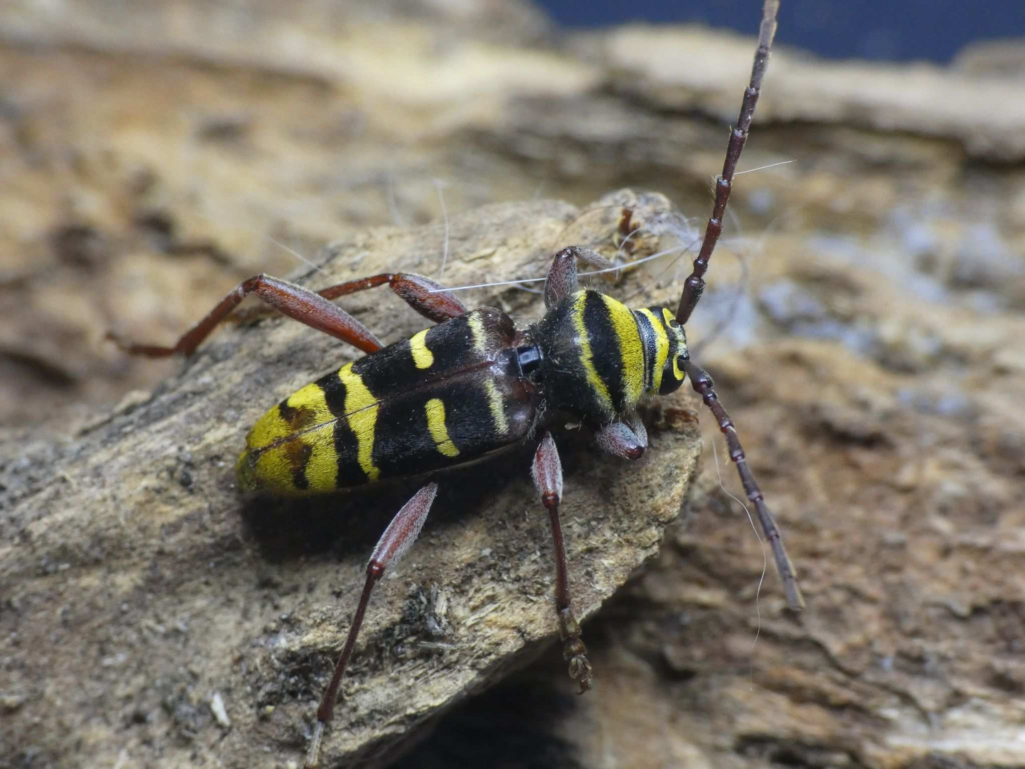 Plagionotus detritus