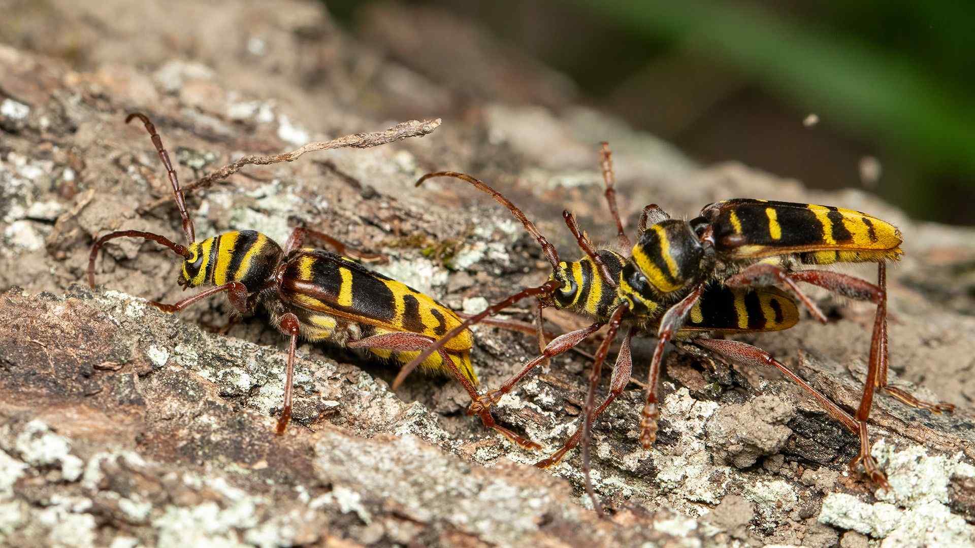 Plagionotus detritus