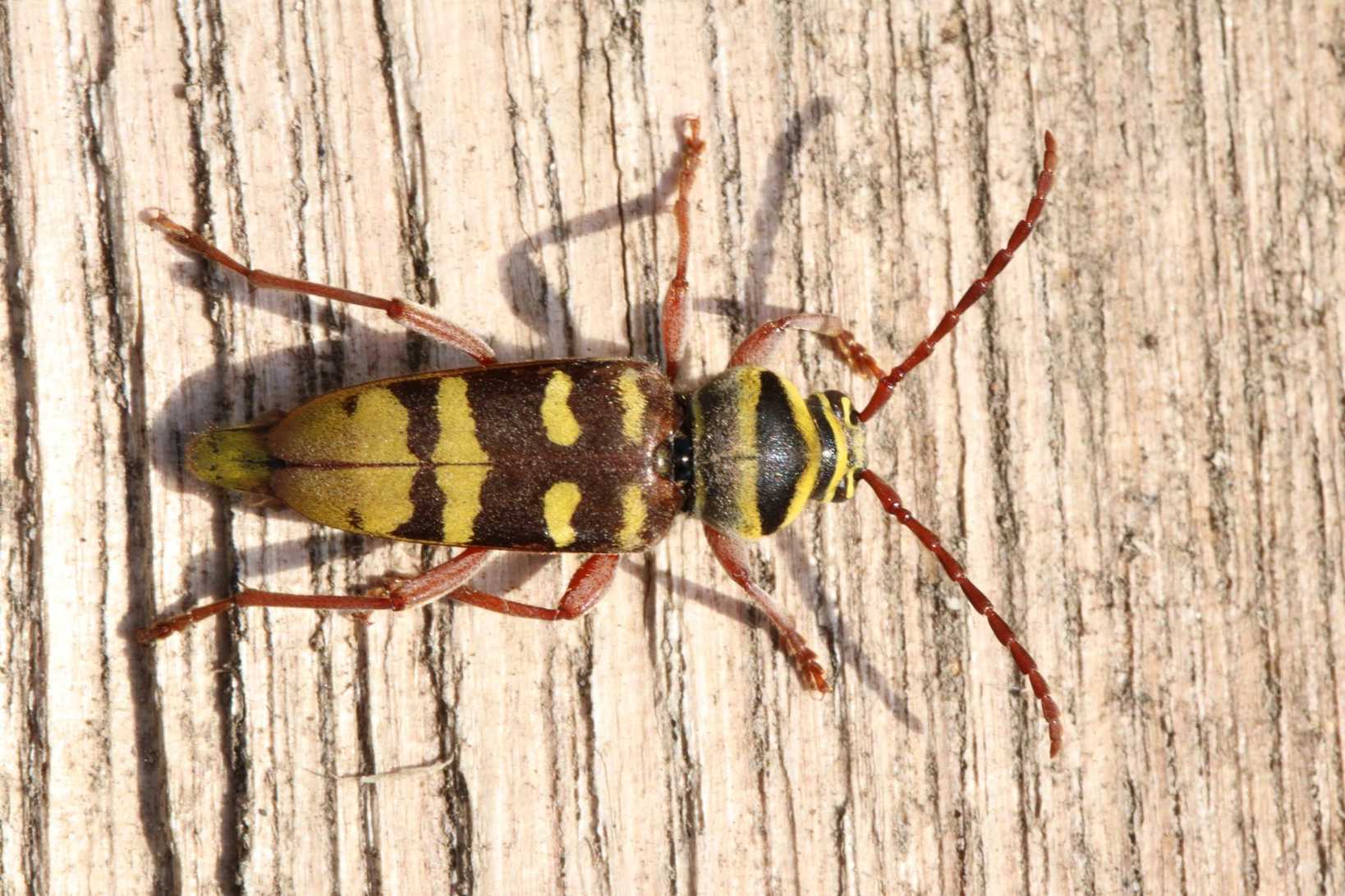 Plagionotus detritus