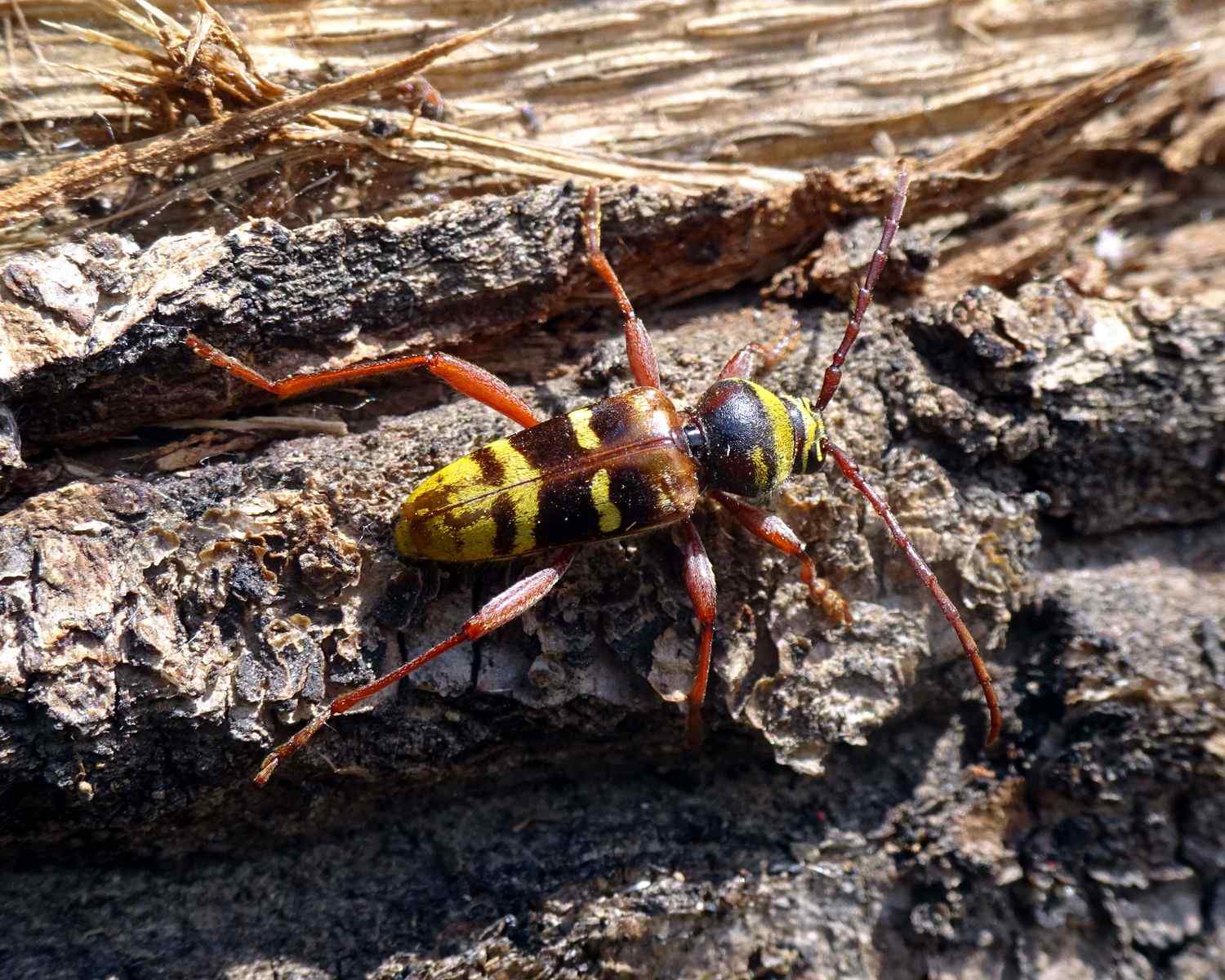 Plagionotus detritus