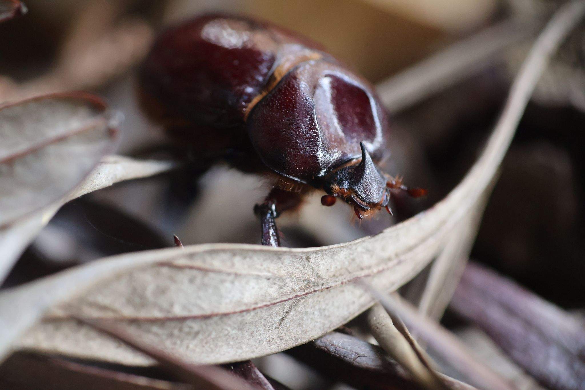 Phyllognathus excavatus