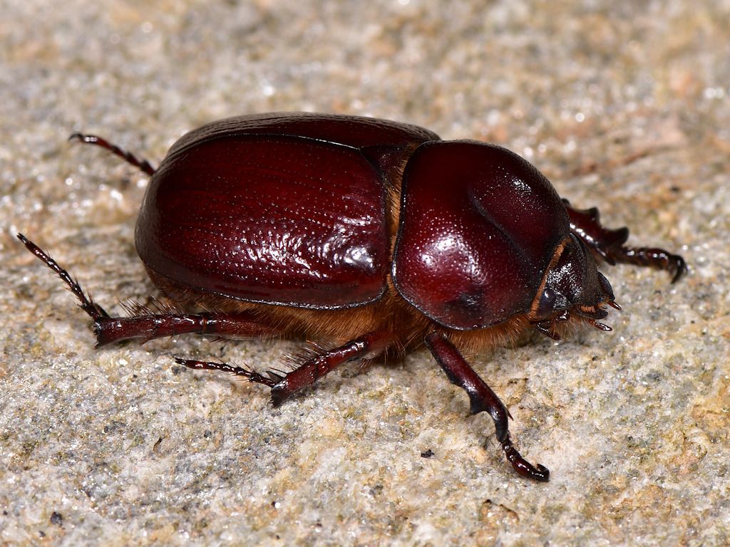Phyllognathus excavatus