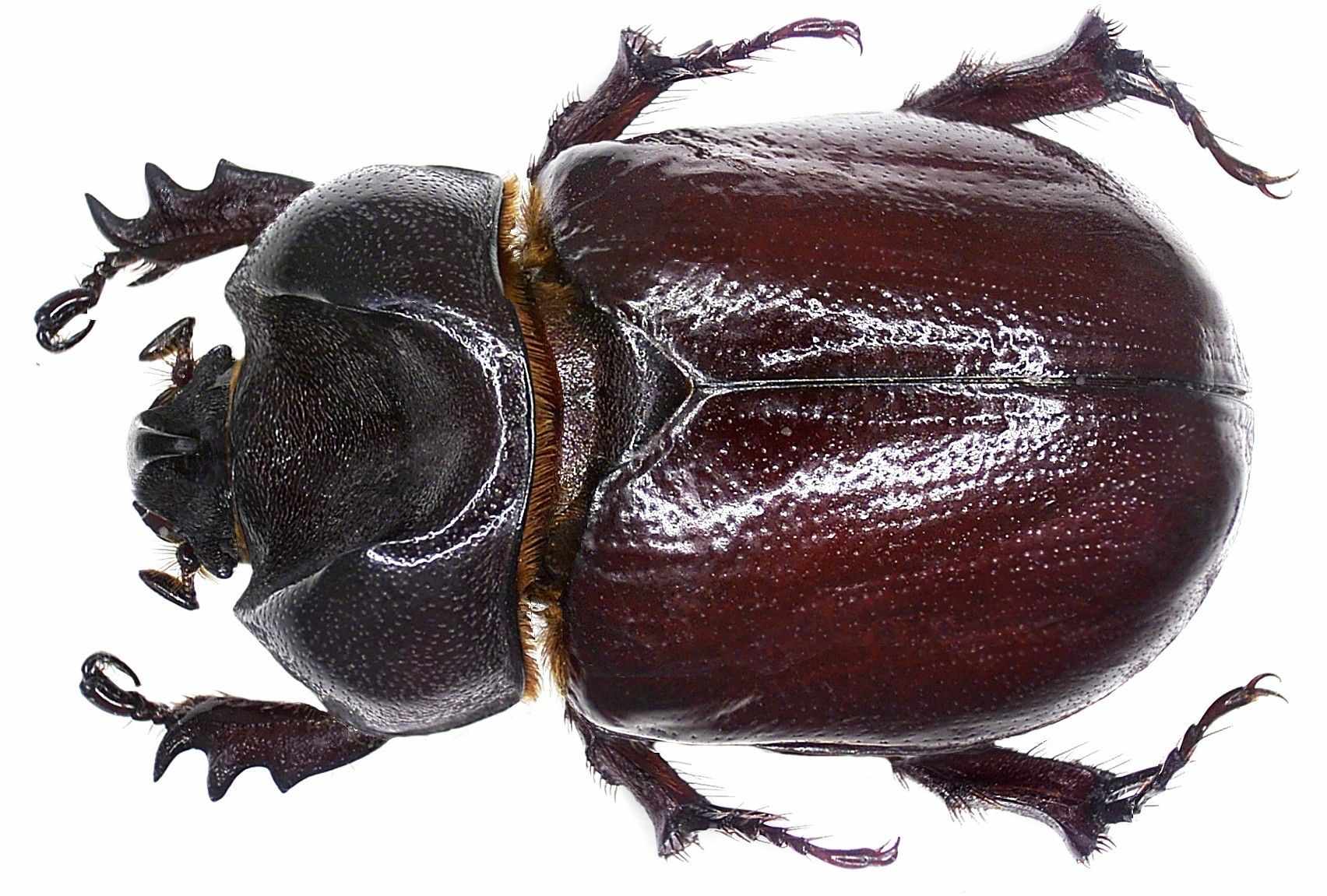 Phyllognathus excavatus