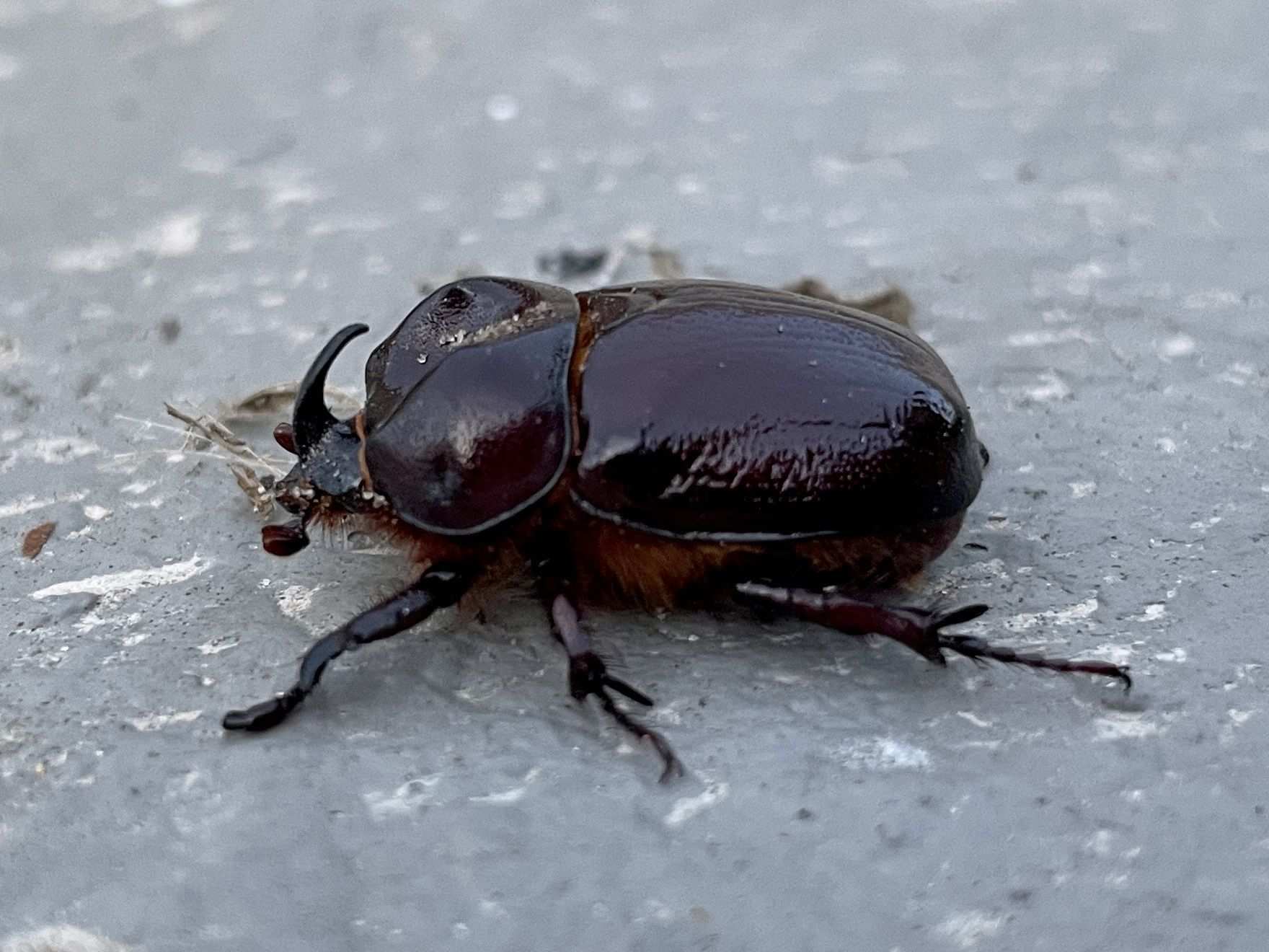 Phyllognathus excavatus