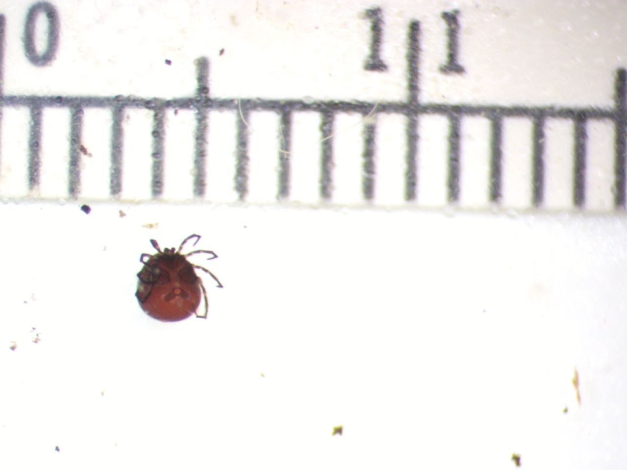 Bryobia rubrioculus