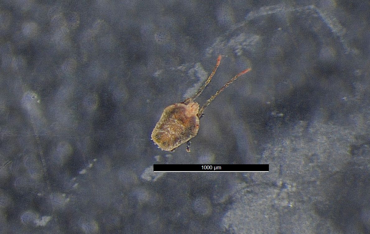 Bryobia rubrioculus