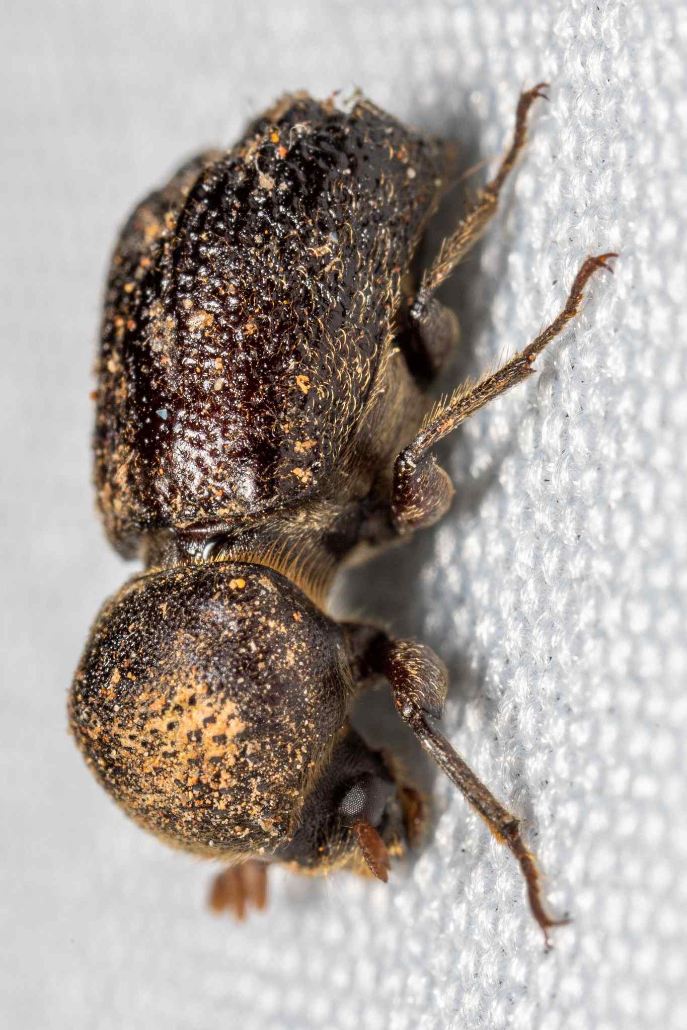 Sinoxylon crassum