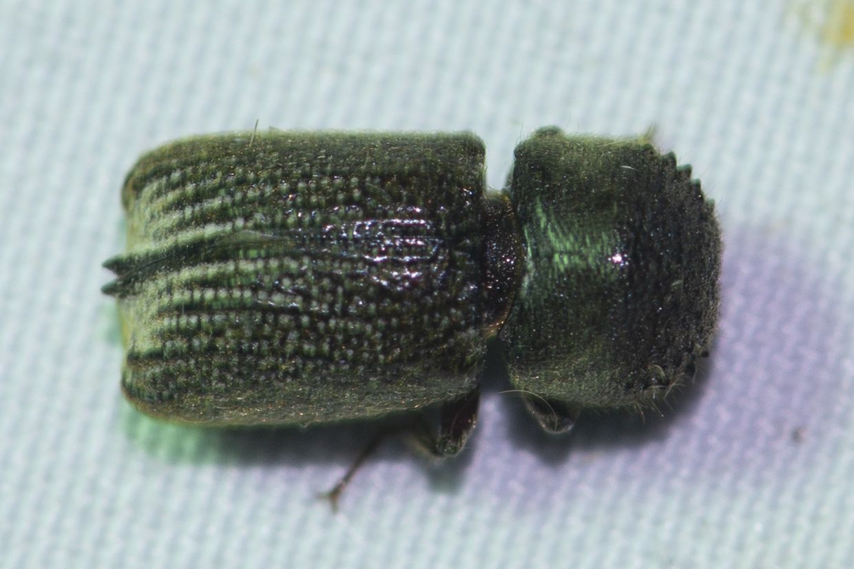 Sinoxylon crassum