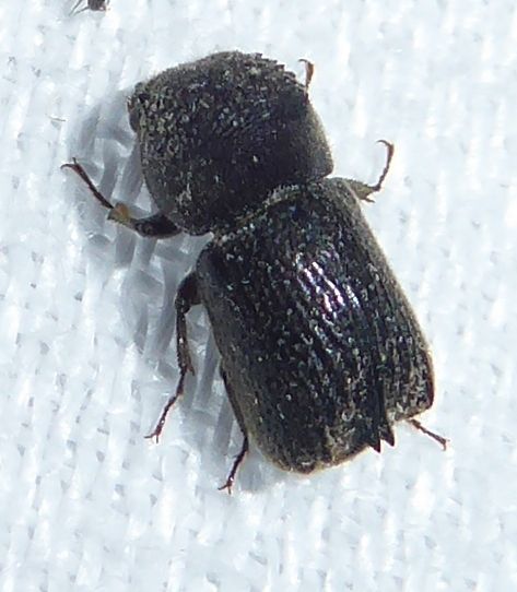Sinoxylon crassum