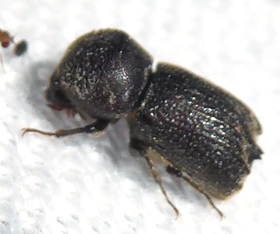 Sinoxylon crassum
