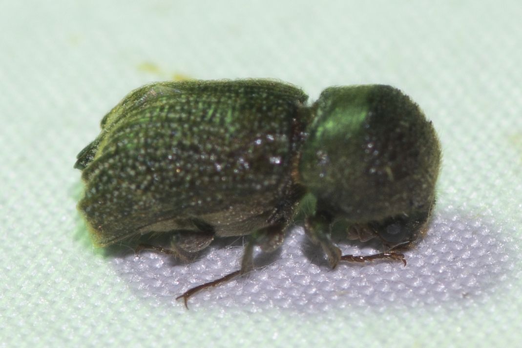 Sinoxylon crassum