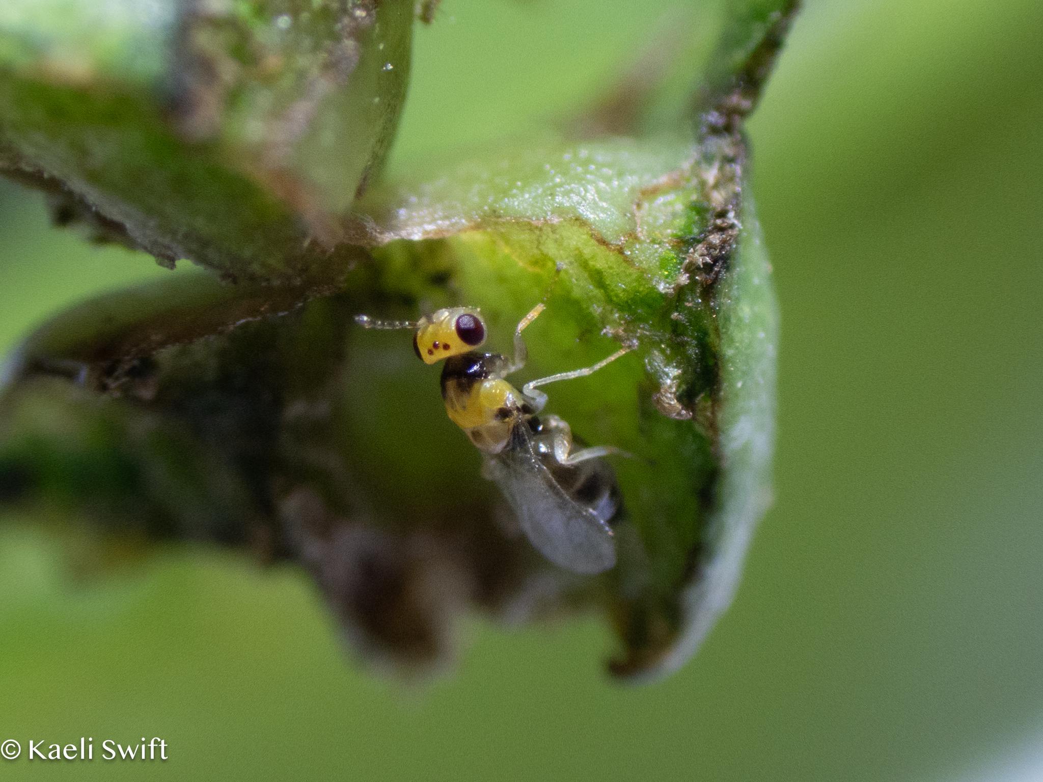 Quadrastichus erythrinae