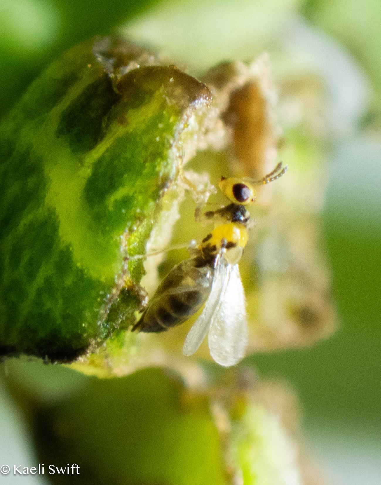 Quadrastichus erythrinae