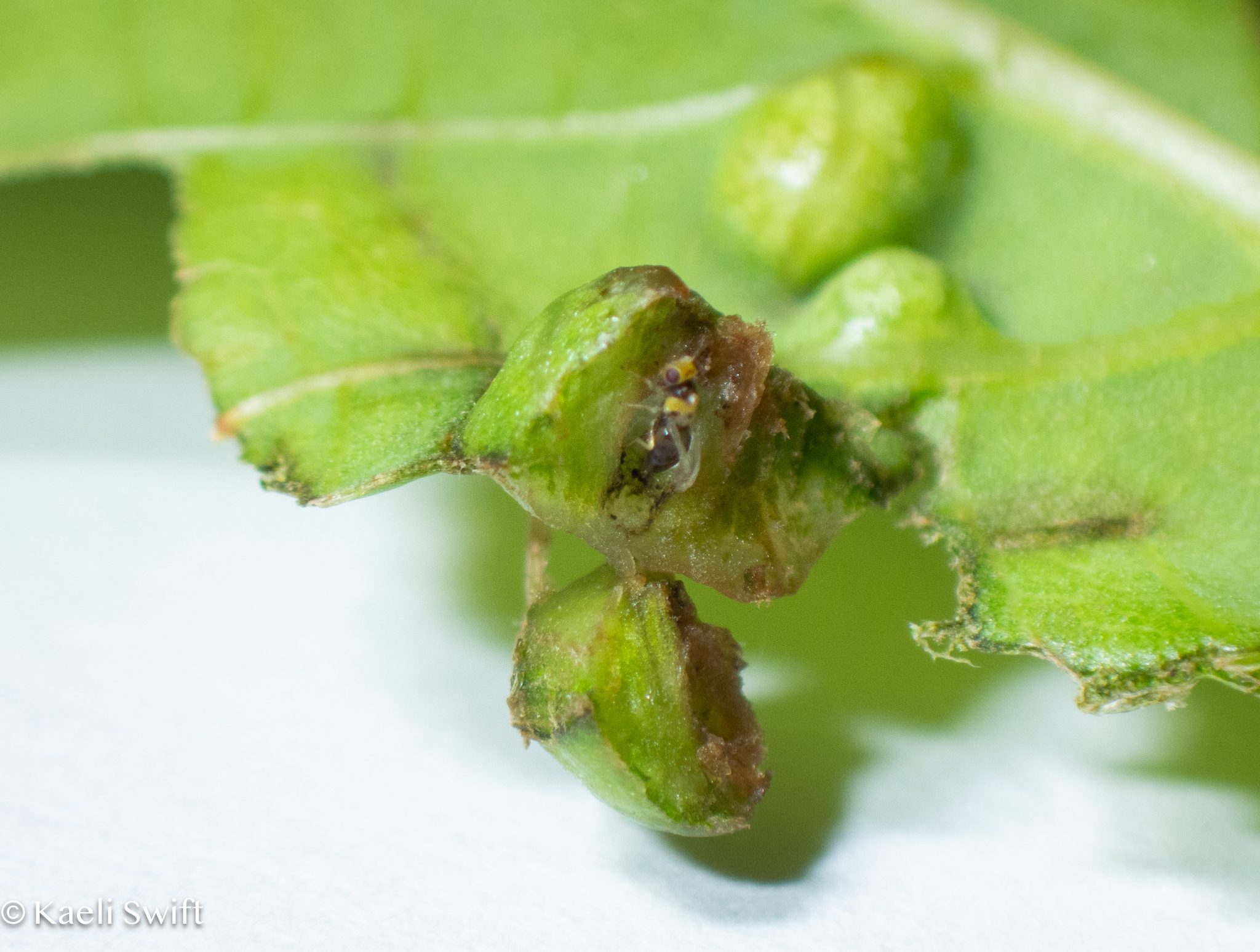 Quadrastichus erythrinae