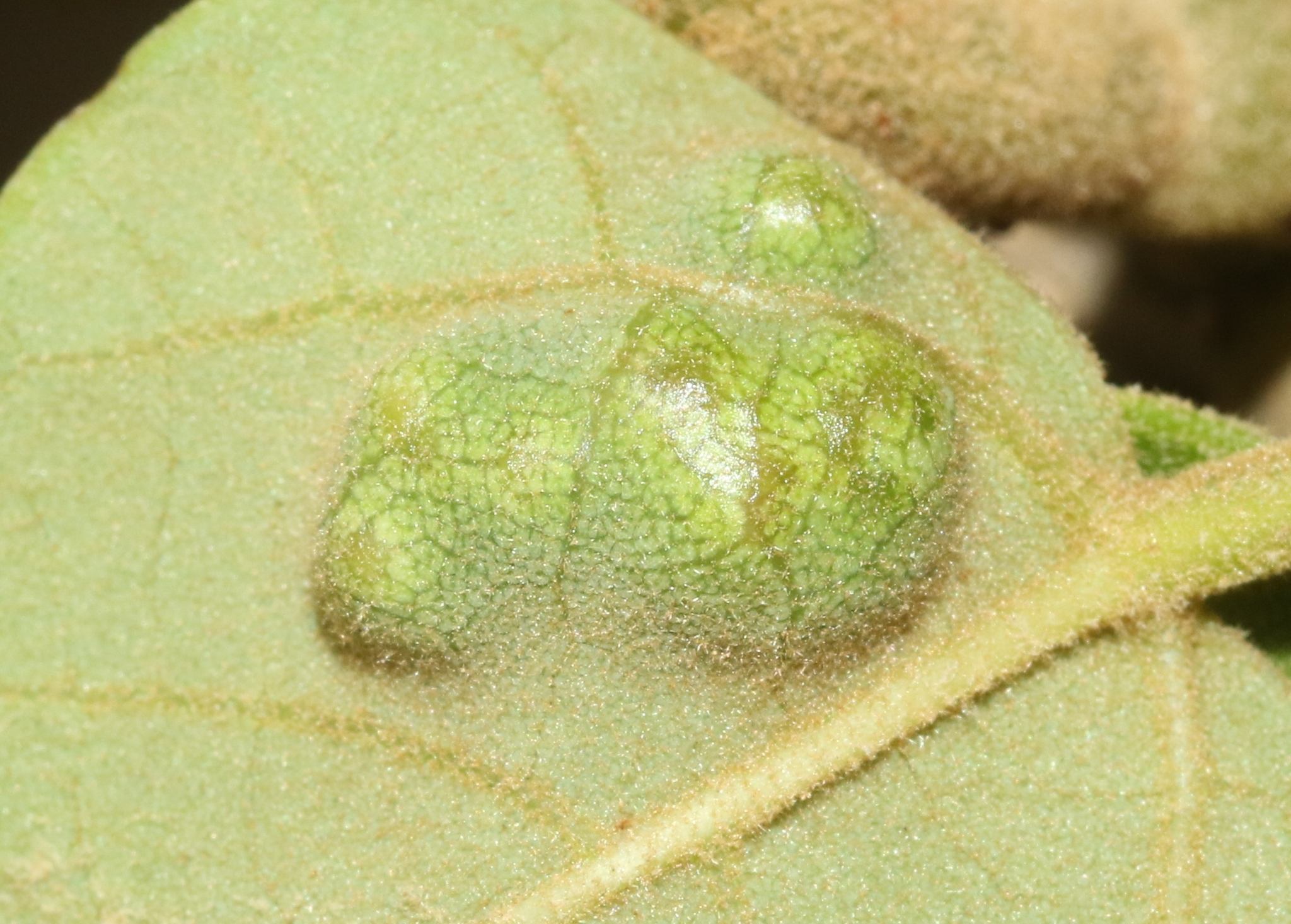 Quadrastichus erythrinae