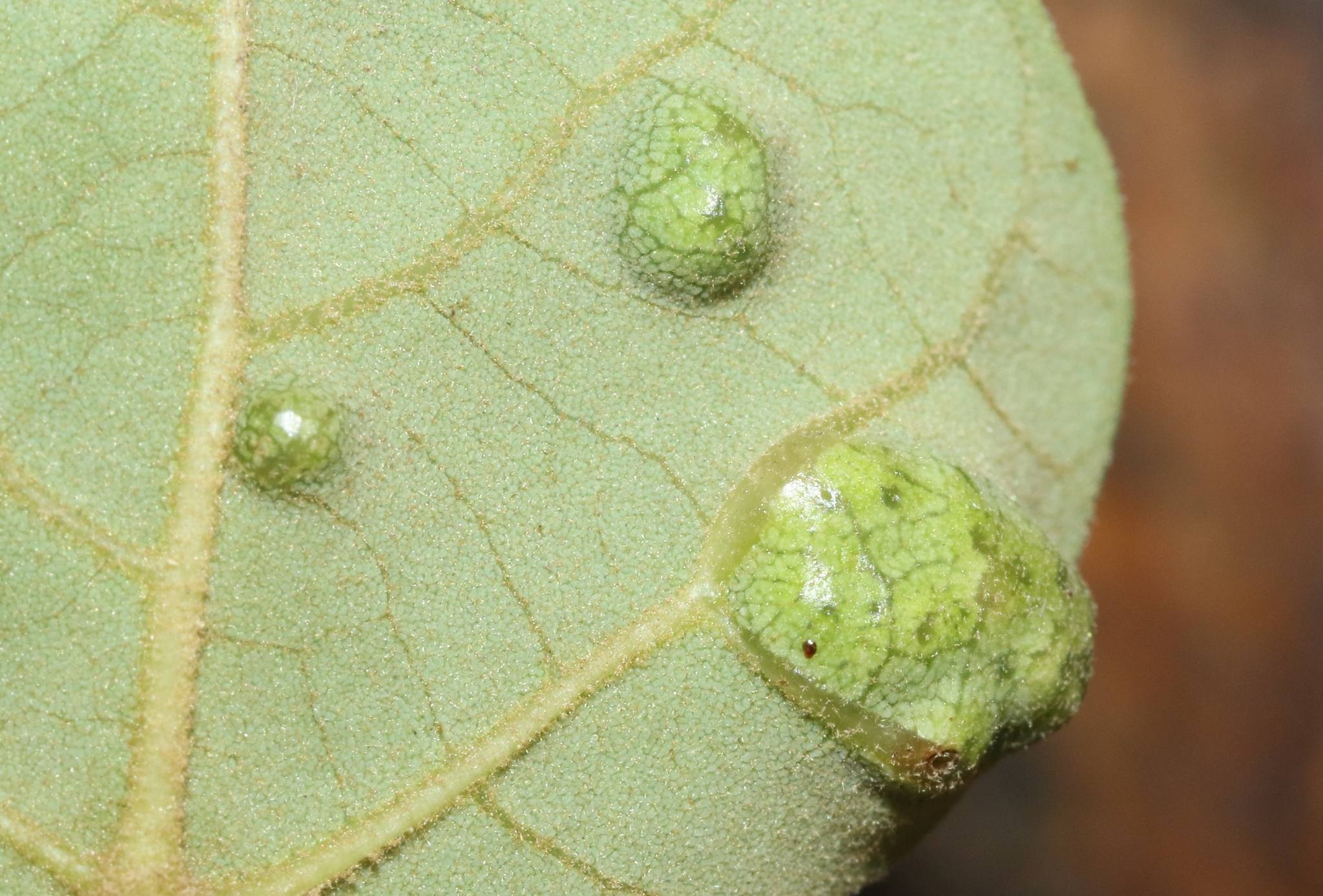 Quadrastichus erythrinae