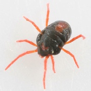 Penthaleus major