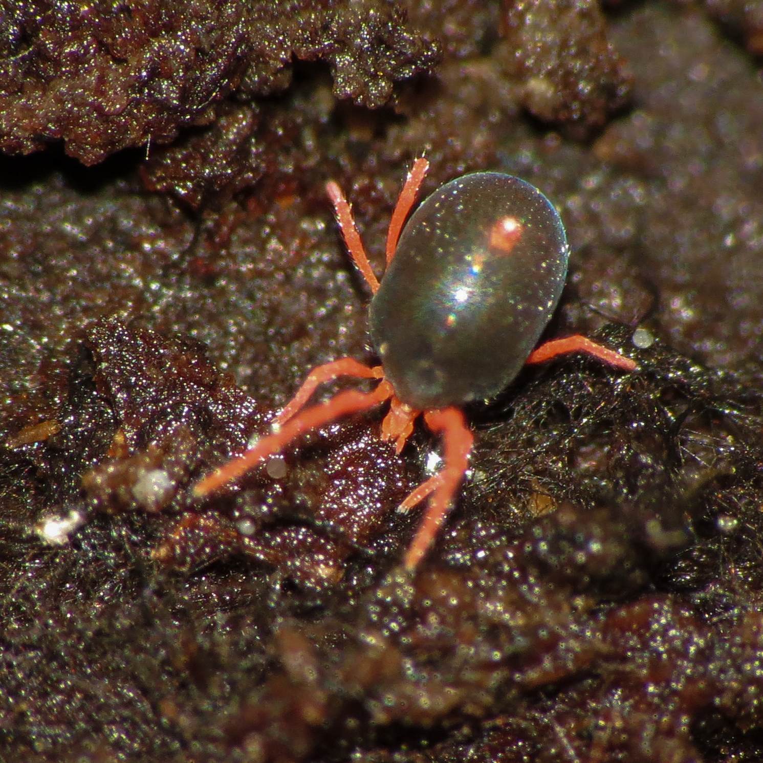 Penthaleus major