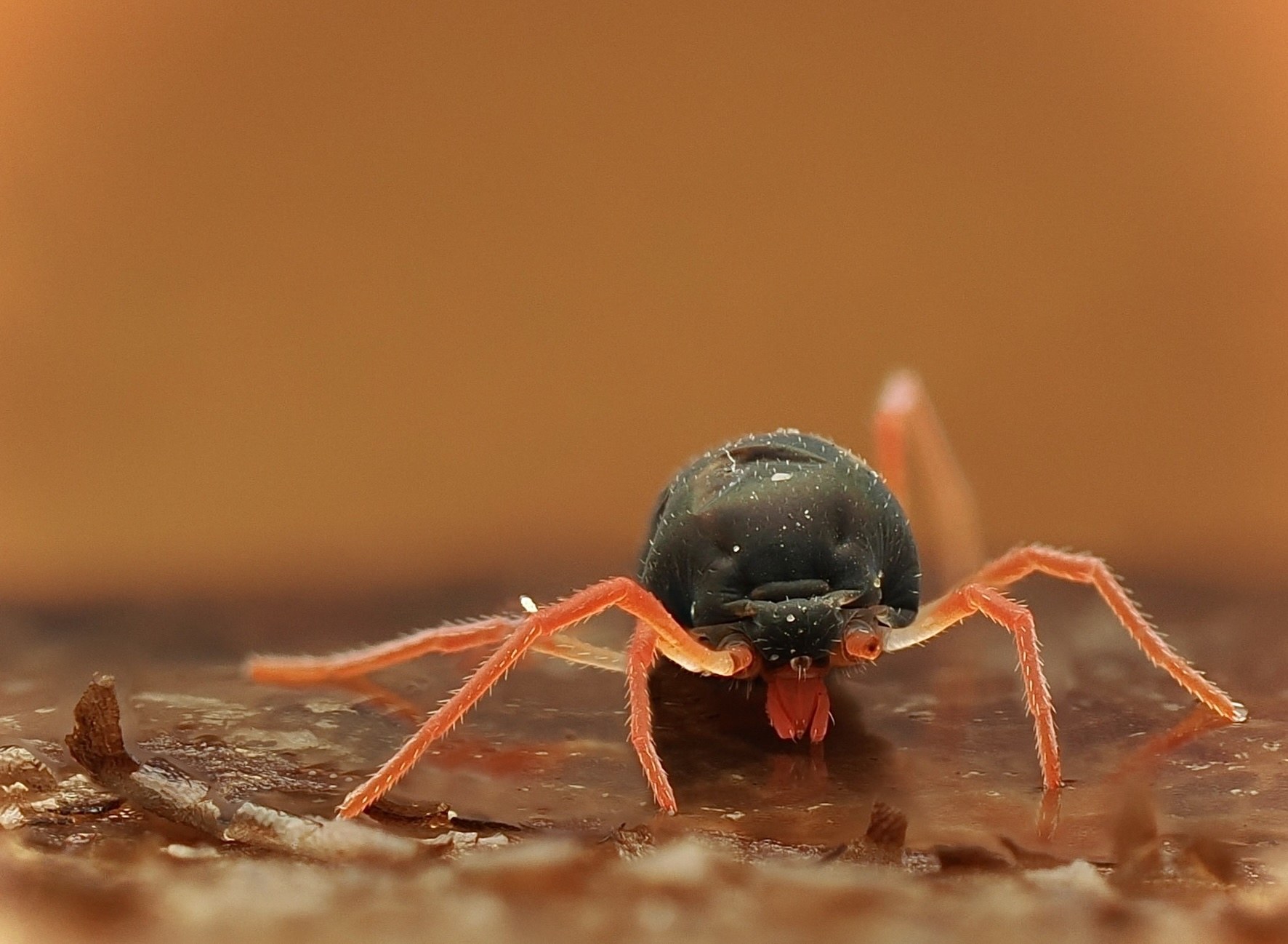 Penthaleus major