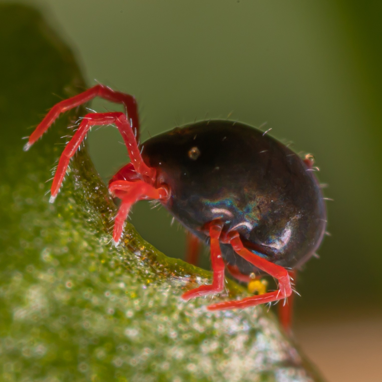 Penthaleus major