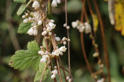 Cuscuta reflexa