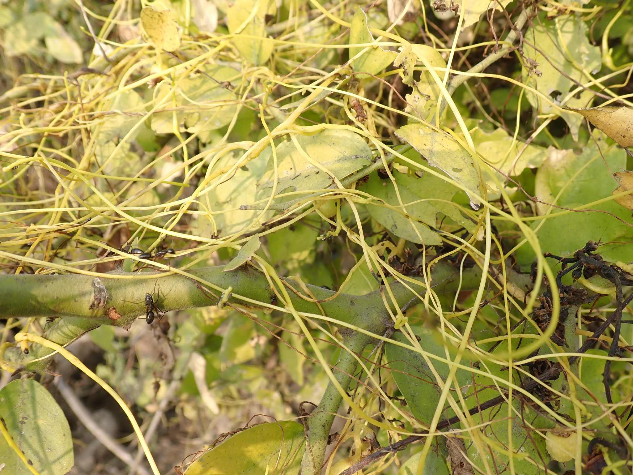 Cuscuta reflexa