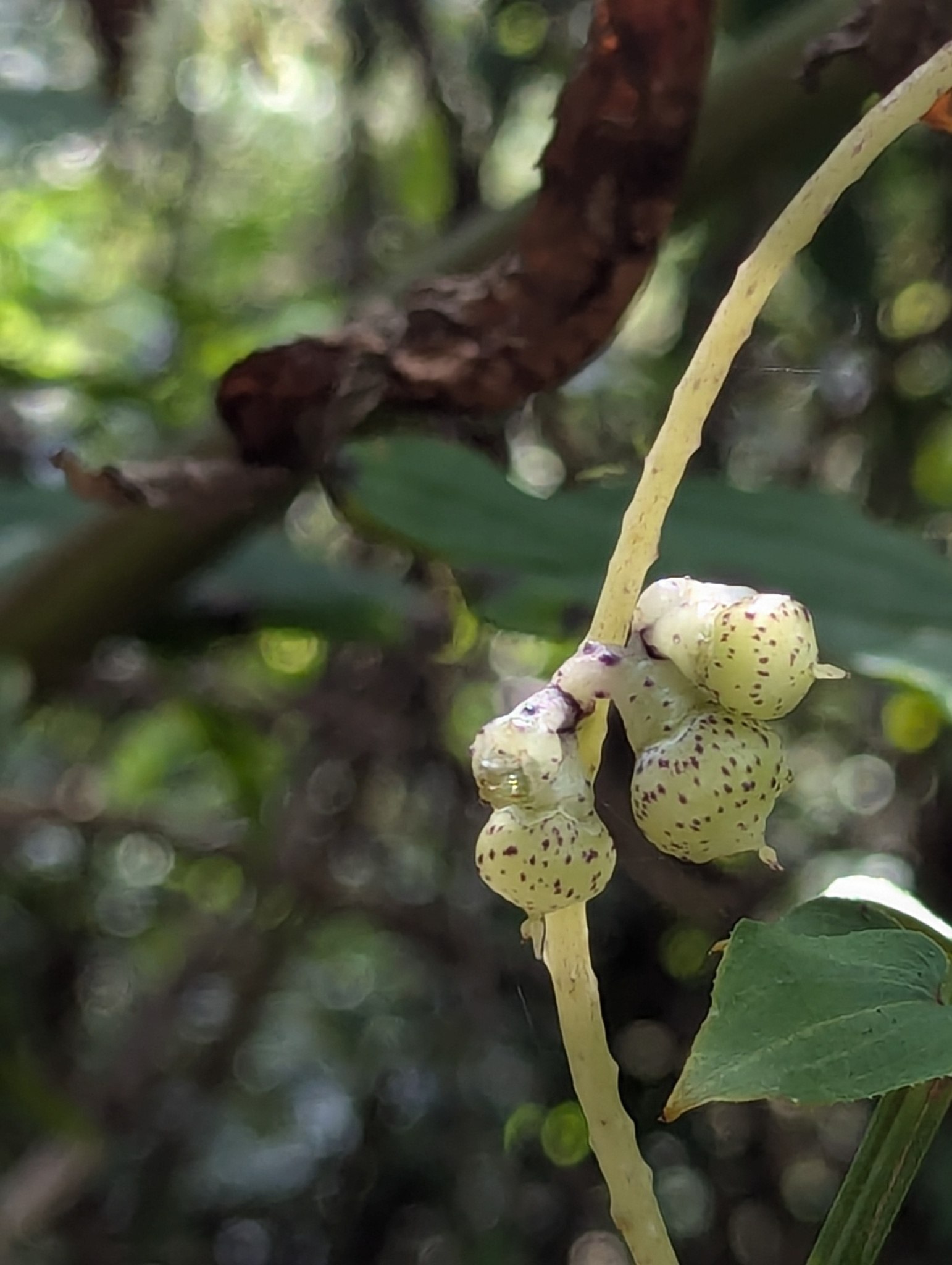 Cuscuta reflexa