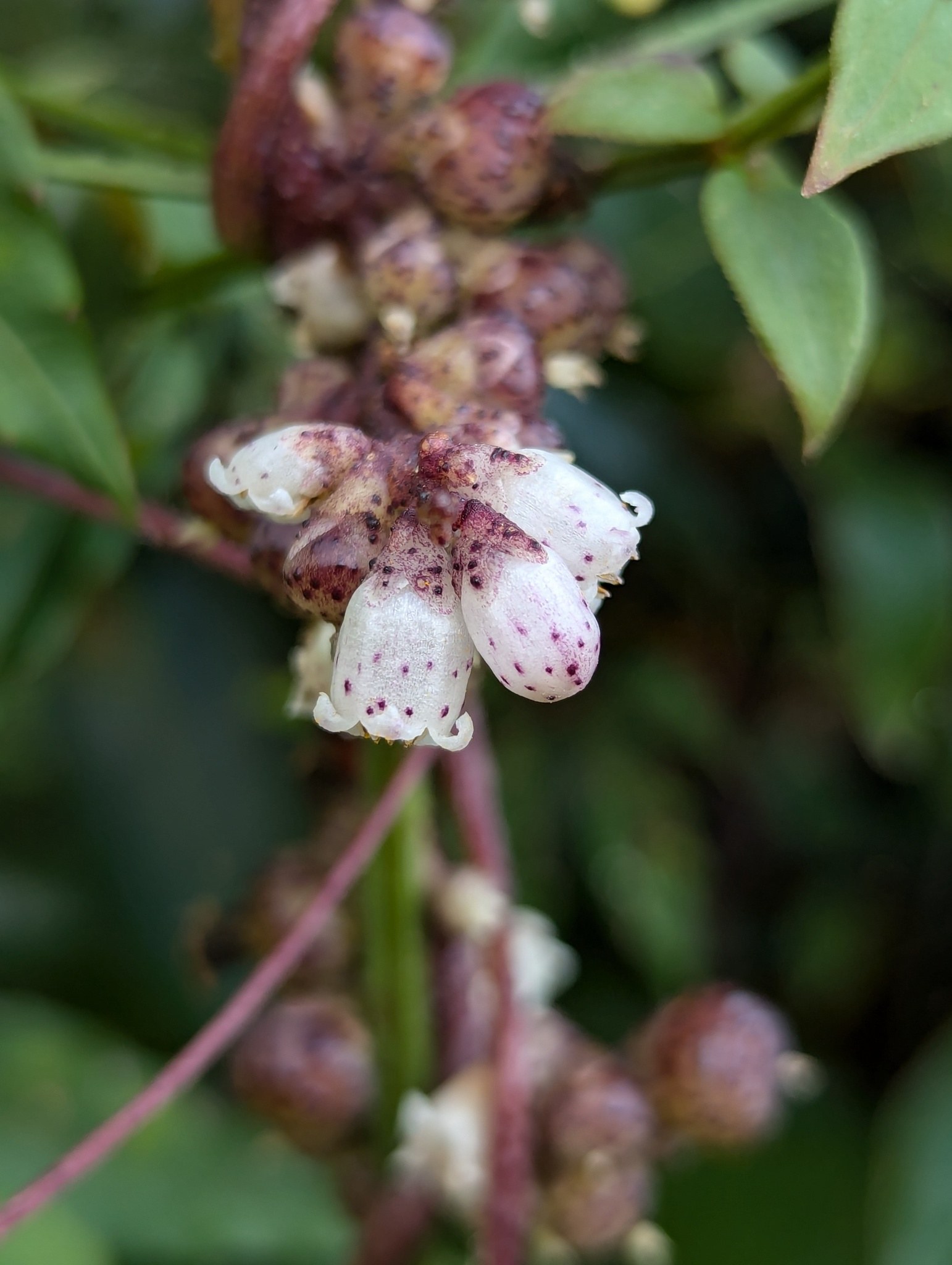 Cuscuta reflexa