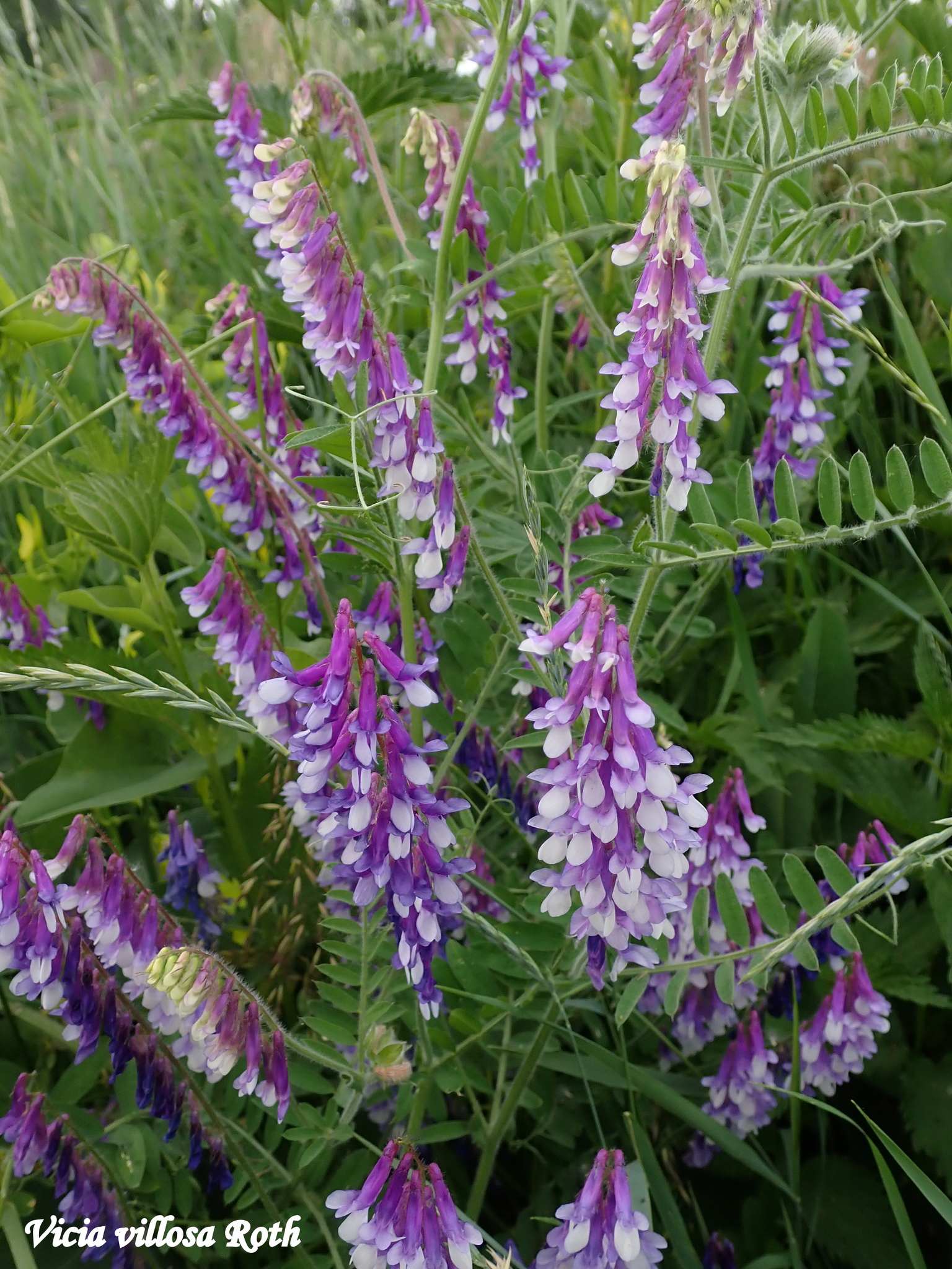 Vicia villosa