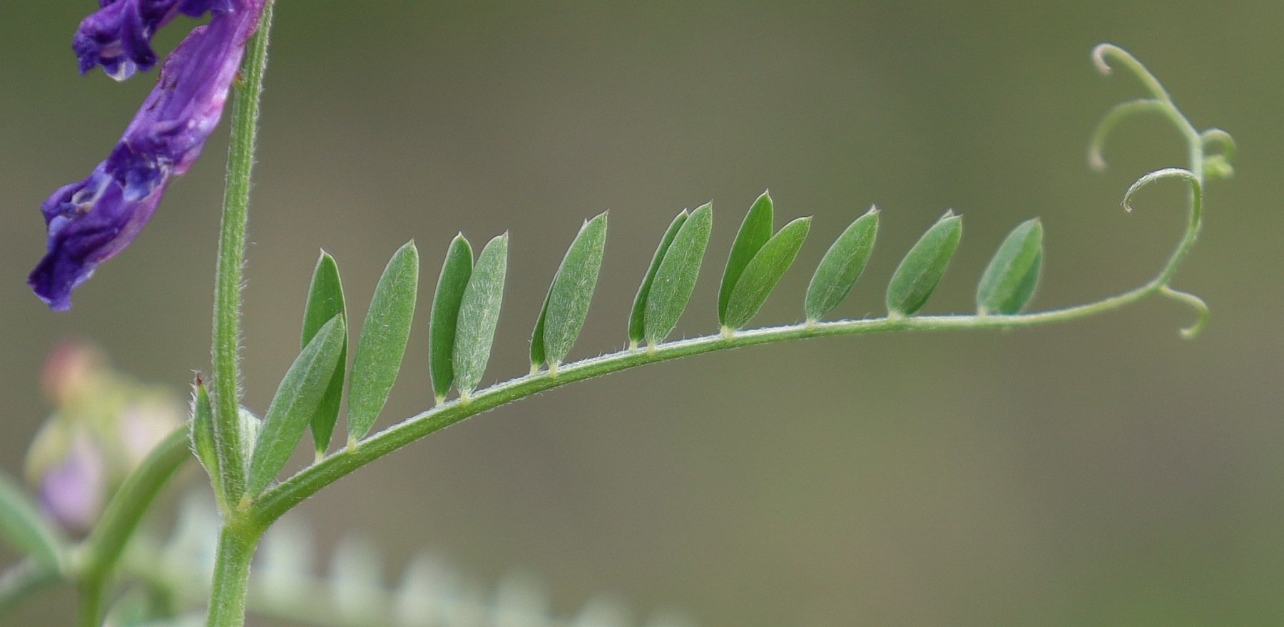 Vicia villosa
