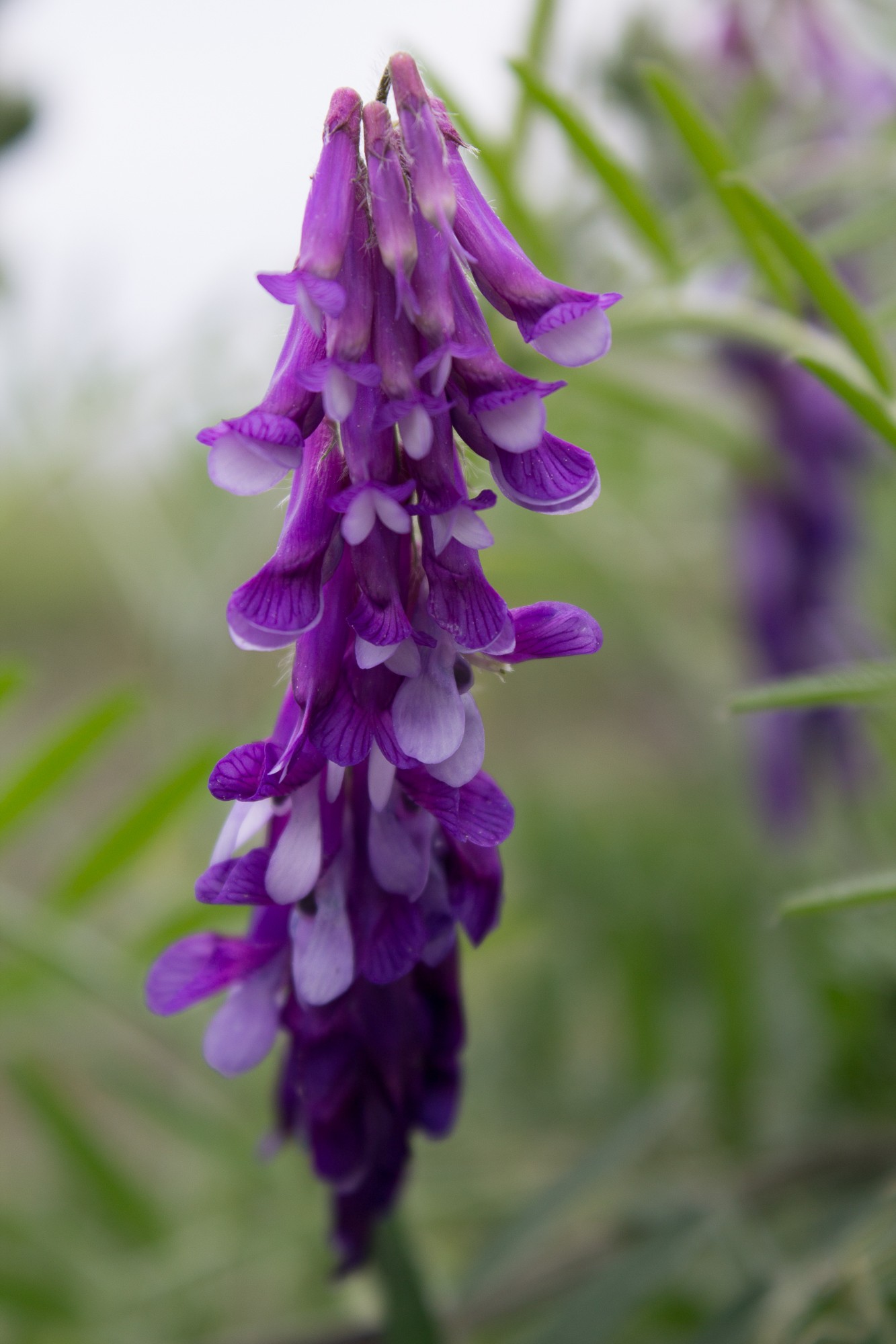 Vicia villosa