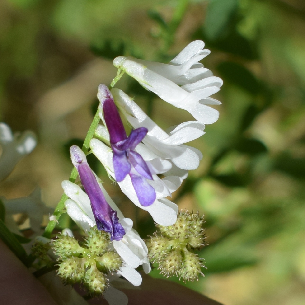 Vicia villosa