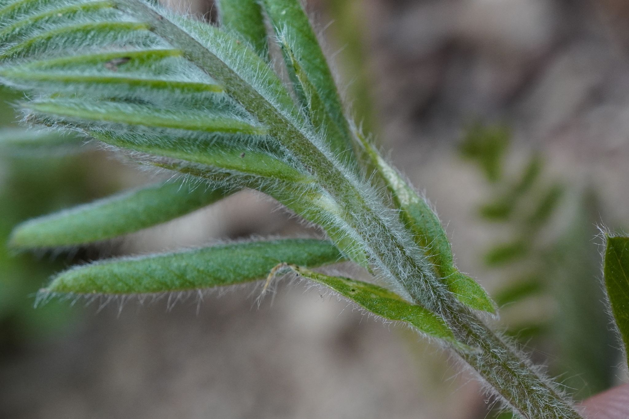 Vicia villosa